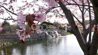 Cherry Blossoms and Waterfalls