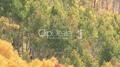 Landschaft in leuchtenden Herbstfarben