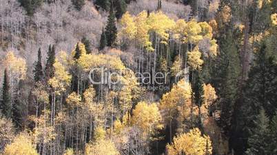 Wald im Herbst, teilweise Bäume ohne Blätter