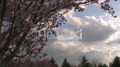 Cherry Blossom Tree against Clouded dusk sky