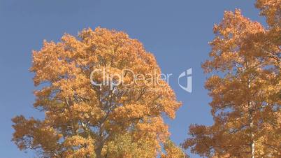 Espen / Zitterpappeln / Quaking Aspen im Herbst