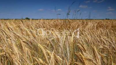 Wheat Field with wind