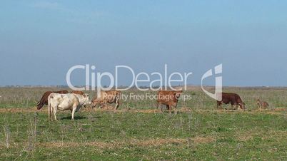 Cows graze on green grass field