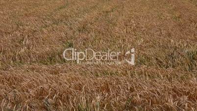 Gold wheat Field