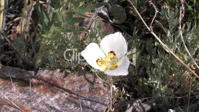 Biene landet auf Sego Lily - Staatsblume von Utah