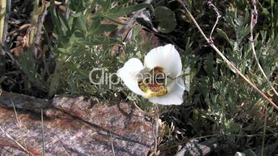 Biene auf einer Sego Lily - Staatsblume von Utah