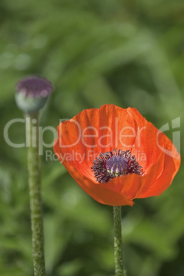 Türkischer Mohn