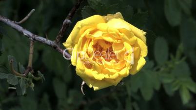 Blüte einer gelben Rose