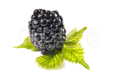 Brombeere