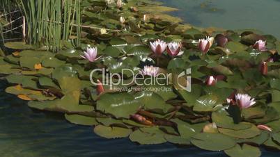 Pink water lily flowers