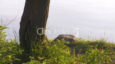 Splash of fish on river.