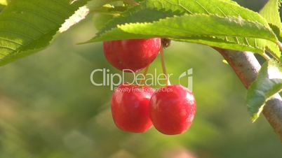 Ripe berries of sweet cherry.