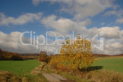 Feldweg im Herbst