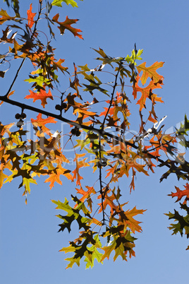 Herbstlaub