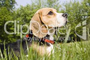 Beagle