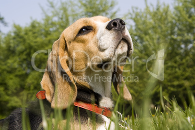 Beagle