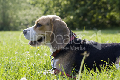 Beagle