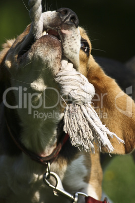 Beagle