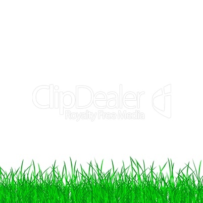 Rasen Wiese vor weißem Hintergrund