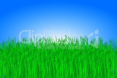 Rasen Wiese vor blauem Himmel