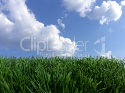 Rasen Wiese vor blauem Himmel mit Wolken