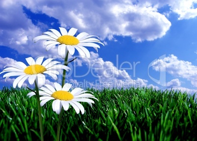 Rasen Wiese mit Blume vor blauem Himmel mit Wolken