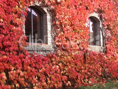 herbstliche Pflanzen ranken um Fenster