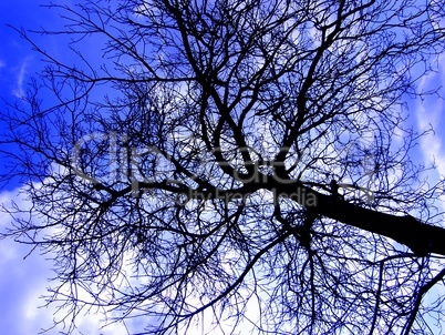 Kahler Baum vor Himmel mit Wolken