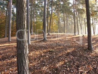 Sonnenaufgang im herbstlichen Wald