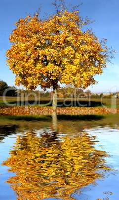 Herbstbaum spiegelt sich im Wasser