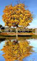 Herbstbaum spiegelt sich im Wasser
