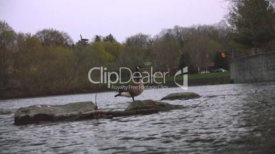 River flowing past Canada Goose