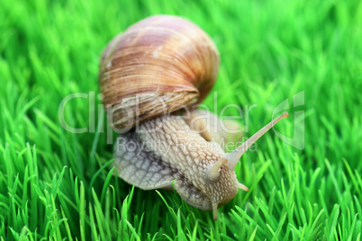 Weinbergschnecke