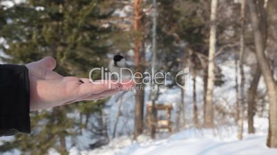 Birds eating seeds from hand.