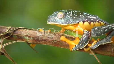 Amazon leaf frog (Cruziohyla craspedopus)