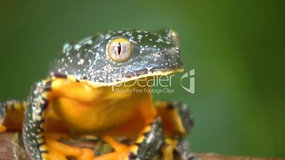 Amazon leaf frog (Cruziohyla craspedopus)