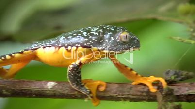 Amazon leaf frog (Cruziohyla craspedopus)