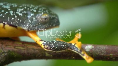 Amazon leaf frog (Cruziohyla craspedopus)