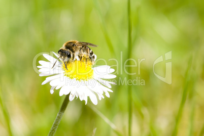 Gänseblümchen mit Biene