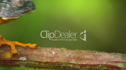 Amazon leaf frog (Cruziohyla craspedopus)