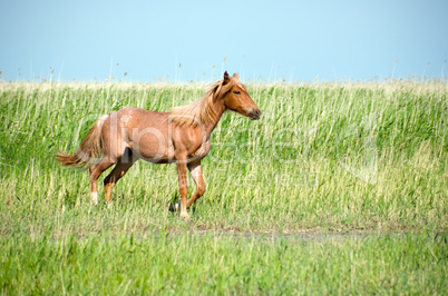 Horsein the prairie.