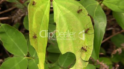 Leaf cutter ants (Atta sp.)