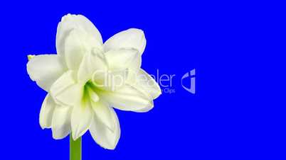 Time-lapse of opening white amaryllis bud blue chroma key 13ck