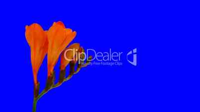 Time-lapse of opening orange freesia flower blue chroma key 2ck