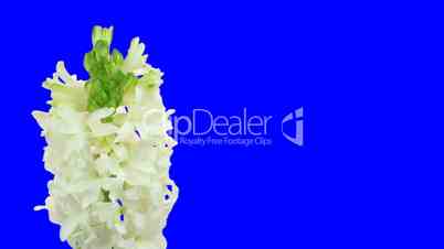 Time-lapse growing white hyacinth Christmas flower blue chroma key 2ck