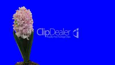 Time-lapse growing pink hyacinth Christmas flower 1ck blue chroma key