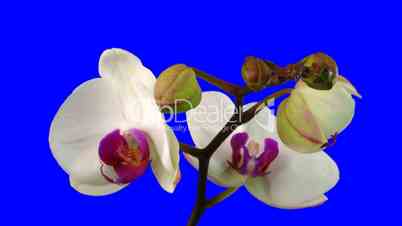 Time-lapse of white orchid opening 9ck blue chroma keyed