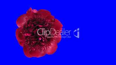 Time-lapse opening rotating red peony 8ck blue chroma key top