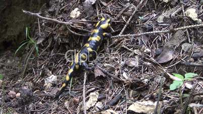 Feuersalamander