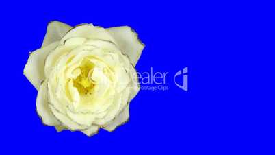 Time-lapse of white rose opening 1ck blue chroma key